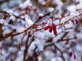 Branches of Berberis vulgaris L in winter with red ripe berries. After thawing, a little snow and droplets of frozen water remain Royalty Free Stock Photo