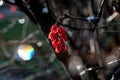 Branches of Berberis vulgaris in winter with red ripe berries. Royalty Free Stock Photo