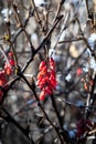 Branches of Berberis vulgaris in winter with red ripe berries.