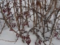 Winter came unexpectedly. Branches and berries of barberry are covered in snow. After a blizzard Royalty Free Stock Photo