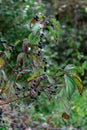 branches and berries of the bush Cornus alternifolia in raindrops Royalty Free Stock Photo