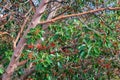 Branches and berries of a madrone tree