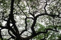 Branches of big rain tree