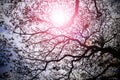 Branches of a big tree under the sunlight Royalty Free Stock Photo