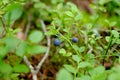 The branches of bilberry