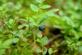 The branches of bilberry