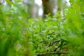 The branches of bilberry