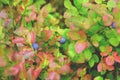 The branches of bilberry