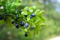 Branches with bilberry in the forest