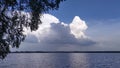 The branches of a birch lean over the water of the lake near the shore. There was a small wave on the water. Huge clouds hang over