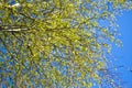 The branches of a birch tree with blossoming leaves Royalty Free Stock Photo