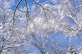 Branches of birches under snow against a blue sky in winter Royalty Free Stock Photo