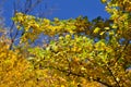 Branches of Black Hawthorn in autumn