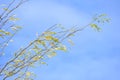 Branches of a black locust or false acacia tree robinia pseudoacacia with yellow autumn leaves waving in the wind against a blue