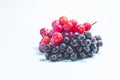 Branches of black and red grapes with water drops on a light background. Royalty Free Stock Photo