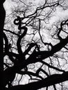 Branches of a black twisted winter tree with grey sky Royalty Free Stock Photo