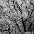 Branches black white Royalty Free Stock Photo