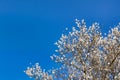 Branches of a blooming almond tree on the blue sky background. Royalty Free Stock Photo