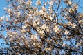 Branches of a blooming almond tree on the blue sky background. Royalty Free Stock Photo