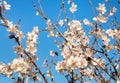 Branches of a blooming almond tree on the blue sky background. Royalty Free Stock Photo