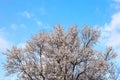 Branches of a blooming almond tree on the blue sky background. Royalty Free Stock Photo