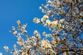 Branches of a blooming almond tree on the blue sky background. Royalty Free Stock Photo