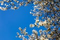 Branches of a blooming almond tree on the blue sky background. Royalty Free Stock Photo