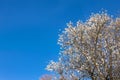 Branches of a blooming almond tree on the blue sky background. Royalty Free Stock Photo