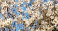 Branches of a blooming almond tree on the blue sky background. Royalty Free Stock Photo