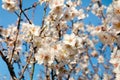 Branches of a blooming almond tree on the blue sky background. Royalty Free Stock Photo