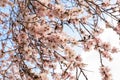 Branches of a blooming almond tree on the light blue sky background. Royalty Free Stock Photo