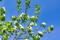 Branches of a blooming Apple tree against the spring blue sky