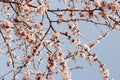 Branches of a blooming apricot against the blue sky in early spring Royalty Free Stock Photo