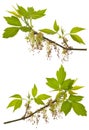 Branches of blooming ash-leaved maple Royalty Free Stock Photo