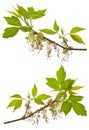 Branches of blooming ash-leaved maple