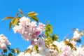 Branches of blooming beautiful sakura against the blue sky. Hanami. Sakura blossom time