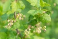 branches of blooming blackcurrant on green blurred background, selective focus, spring background Royalty Free Stock Photo