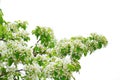 Branches of a blooming cherry isolated