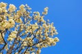 Springtime. Branches of blooming cherry tree with white flowers against blue sky Royalty Free Stock Photo