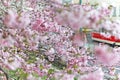 Spring time in Prague, blooming cherry trees in Ujezd Royalty Free Stock Photo
