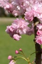 Branches of blooming double cherry blossoms