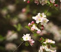 Branches of blooming flowers of fruit trees in spring garden