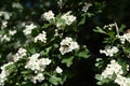 branches of blooming hawthorn and the wasp on a sunny day Royalty Free Stock Photo
