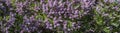 Branches of blooming lilac bush with purple flowers panoramic view