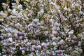 Branches of blooming magnolia with beautiful lowers Royalty Free Stock Photo