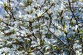 Branches with blooming Magnolia stellata Royal Star or Star Magnolia.