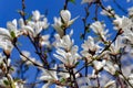 Branches with blooming Magnolia stellata Royal Star or Star Magnolia. Royalty Free Stock Photo