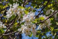 The branches of a blooming pear tree bloom with beautiful white flowers on a sunny spring day. Royalty Free Stock Photo