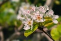 White flowers close-up on a green background, on a tree. Royalty Free Stock Photo