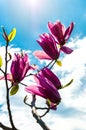 Branches of blooming pink magnolia against a blue sky with white clouds. Royalty Free Stock Photo